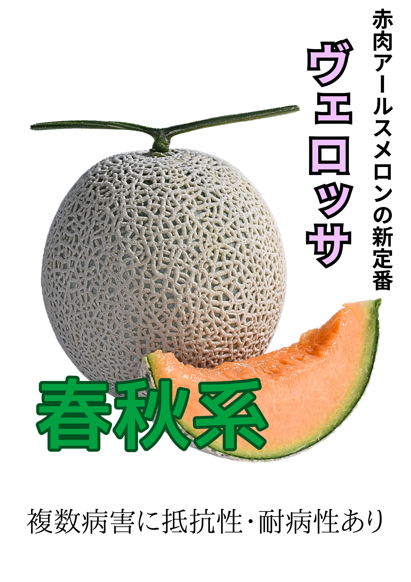 ヴェロッサ 春秋系（10粒）