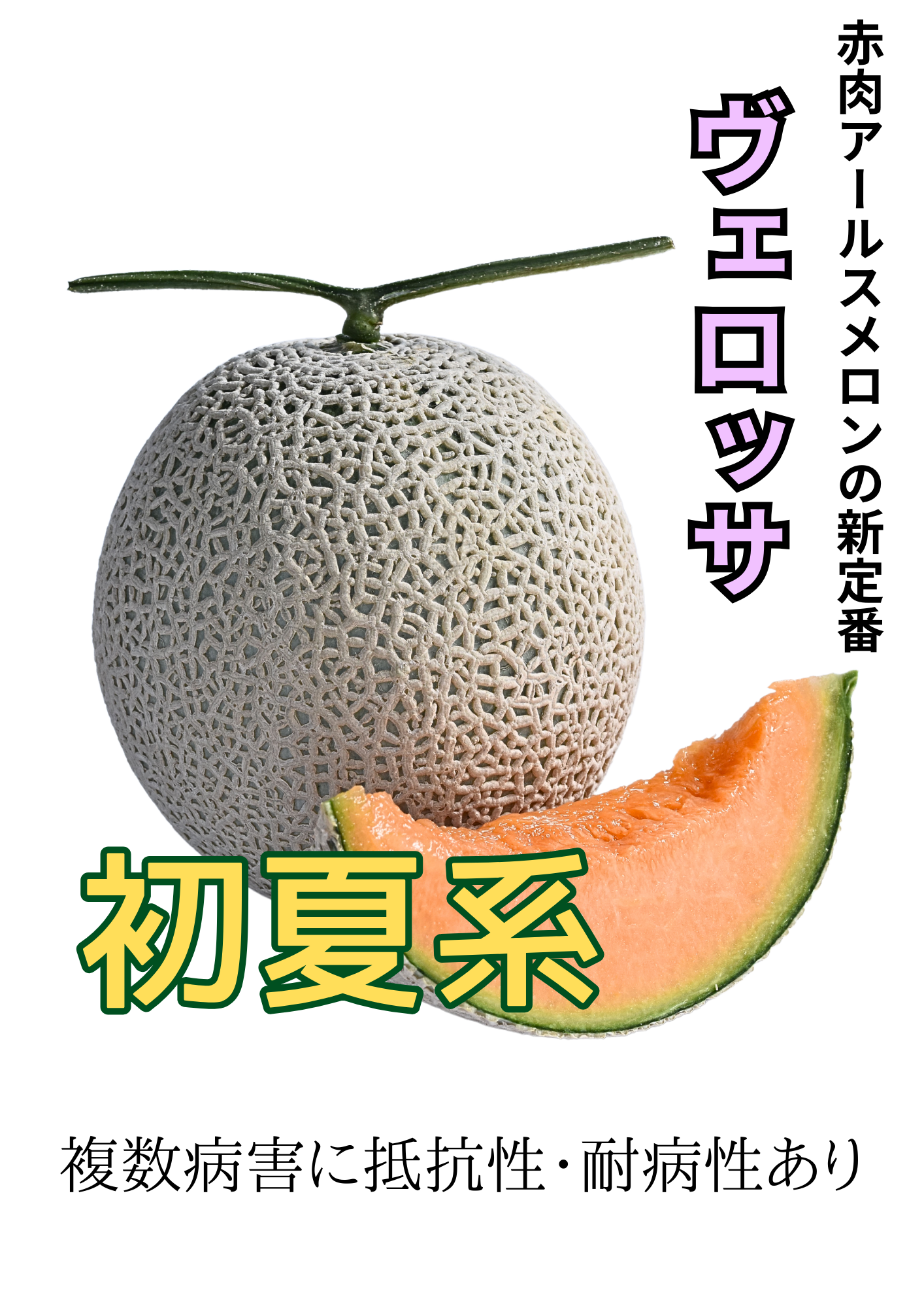 ヴェロッサ 初夏系 （10粒入）