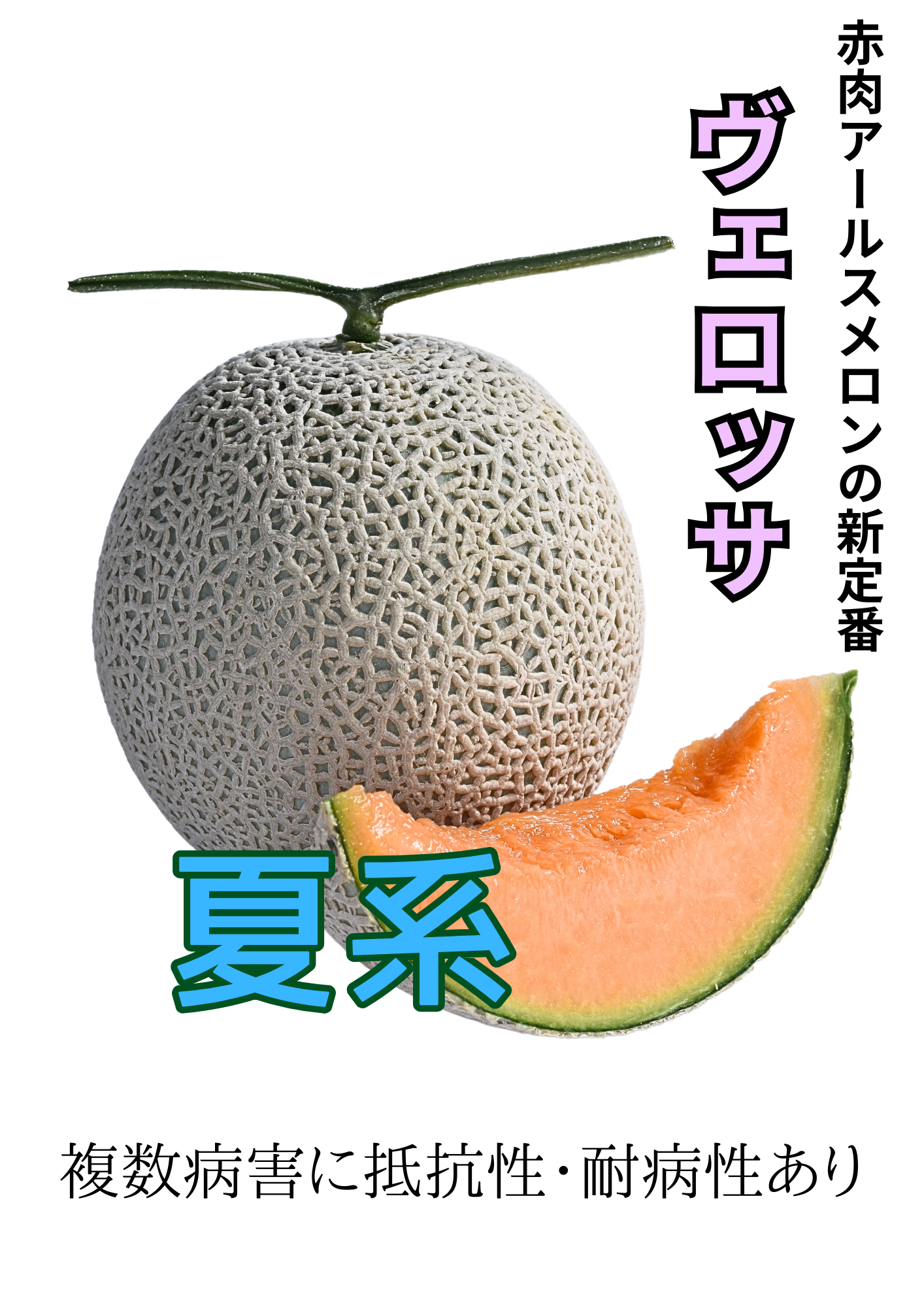 ヴェロッサ 夏系（10粒）