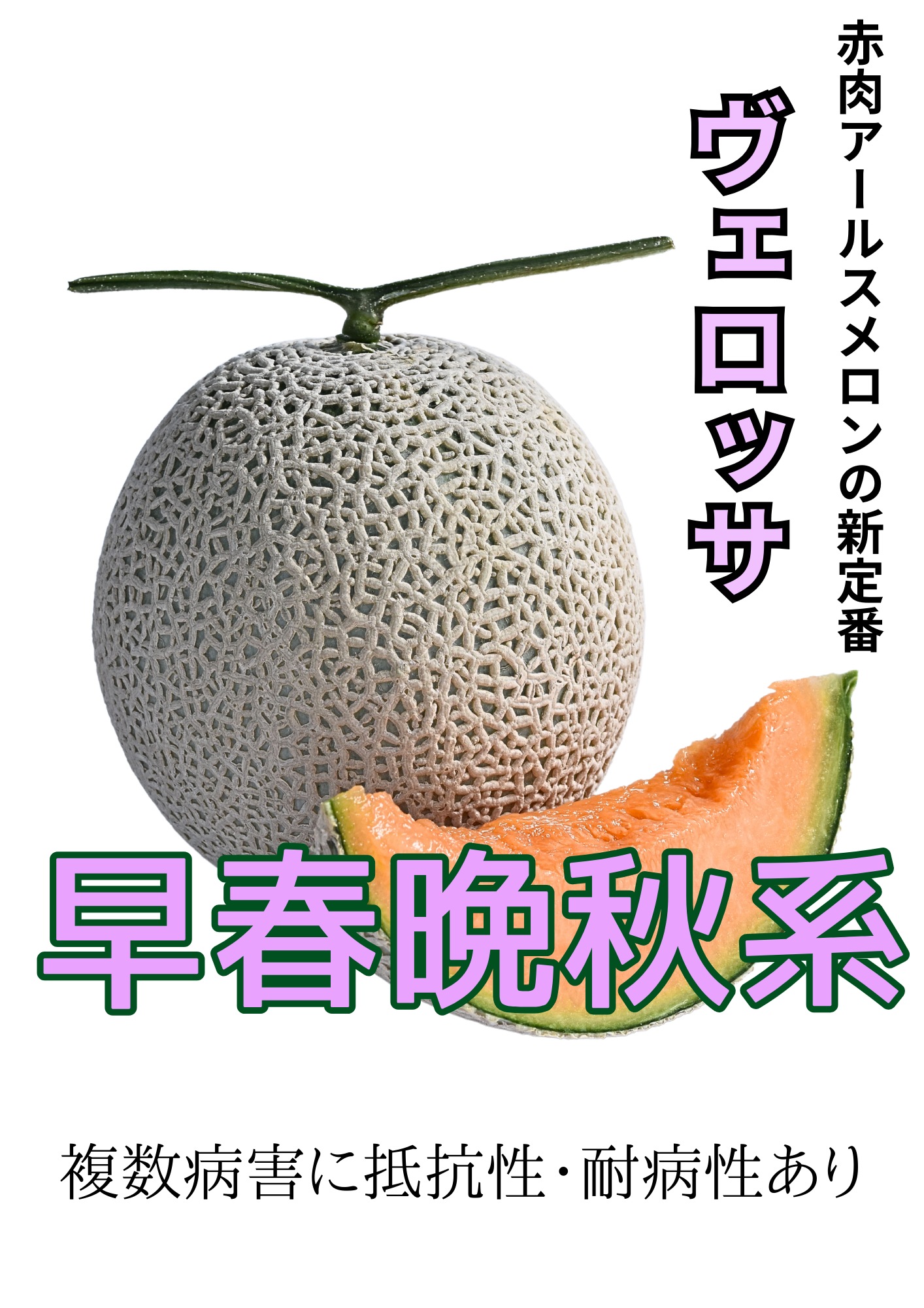 ヴェロッサ 早春晩秋系（10粒）