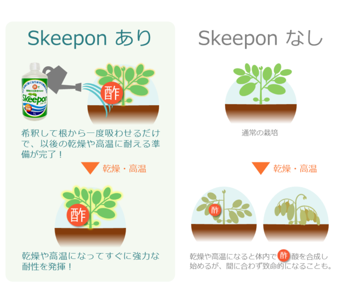 【作物の高温乾燥対策】Skeepon（スキーポン）植物活性剤　1000ml入り