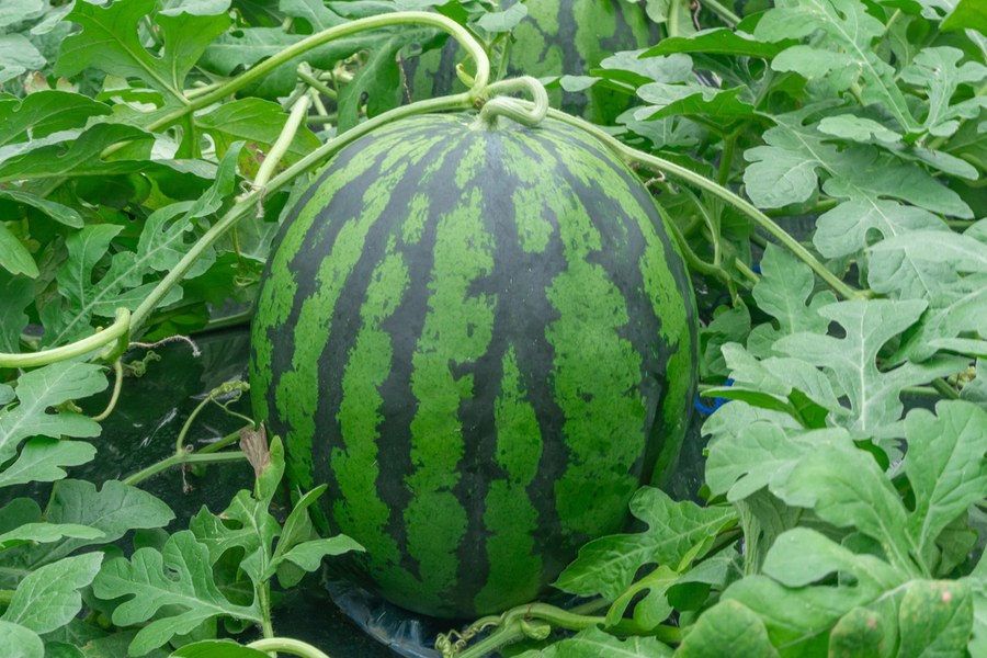 祭ばやし8αの果実