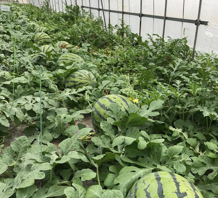 安定した草勢を保つハウス圃場