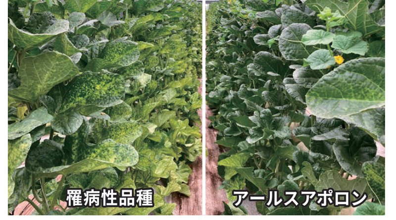 退緑黄化病が発生した圃場での比較。左の罹病性品種は葉が黄化しているのに対し、右のアールスアポロンは濃緑を保っている