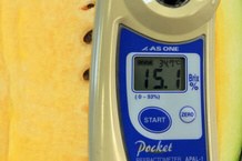 糖度計の表示は15.1度