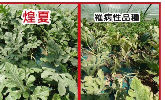 煌夏(左)と罹病性品種(右)の比較。煌夏は葉が健全