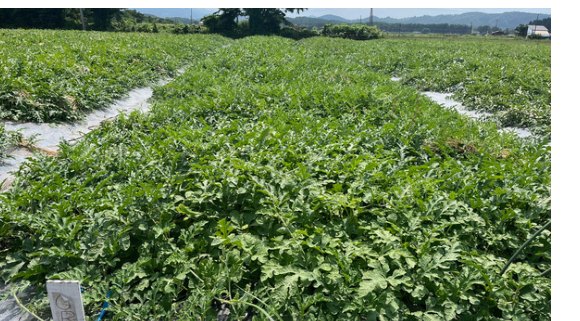 高温期でも草勢が安定した露地の産地圃場