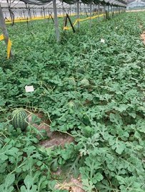 地這栽培(株間60cm)のぷちっと圃場