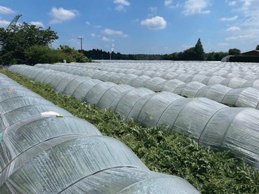 地這栽培(株間80cm)のぷちっと圃場