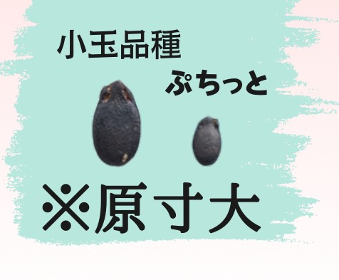 小玉品種とぷちっとのタネの大きさ比較(原寸大)